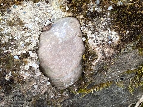 Nestled Gem