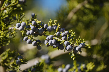 Ashe juniper branch closeup in North Texas landscape showing female plant berry cones against blurred background.