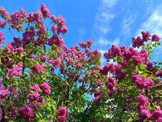 Lilac flowers bush in spring garden.