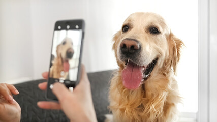 Girl takling photo of golden retriever dog - 695004203