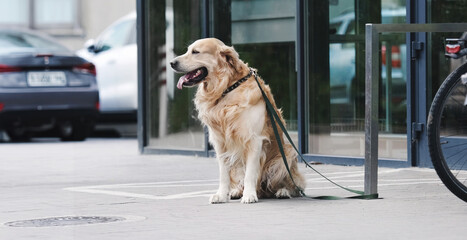 Golden retriever dog waiting owner at street - obrazy, fototapety, plakaty