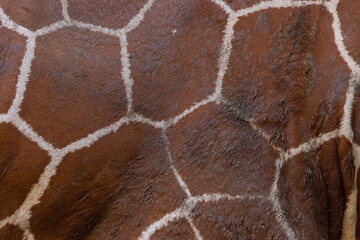 giraffe skin background