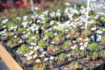 growing houseplants for sale. Rows of a variety of deciduous trees under the sky.   large tree farm. Gardening business, flower shop.