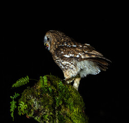 Tawny owl