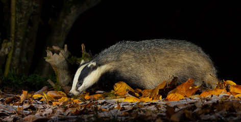European badger © David