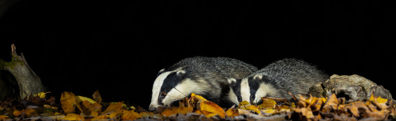 European badger