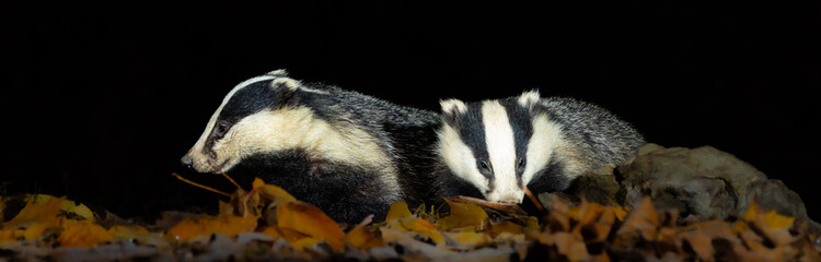 European badger © David
