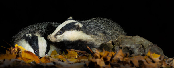 European badger © David