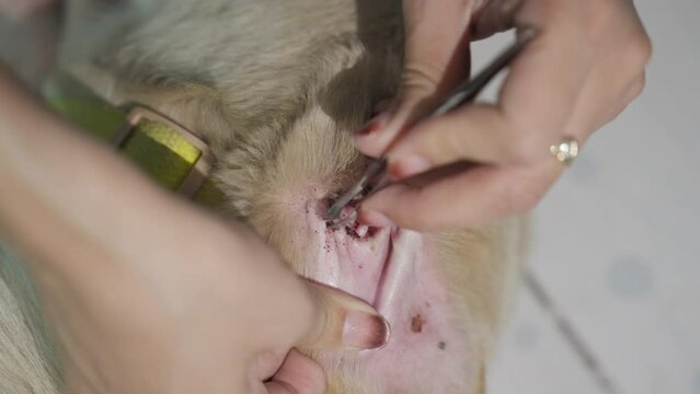 Female owner use a tweezer to remove tick from the ear of long haired white dog