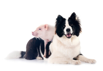 miniature pig and dog in studio