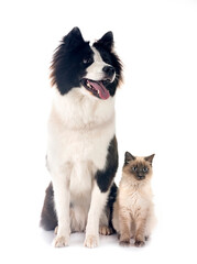 young Yakutian Laika and siamese cat