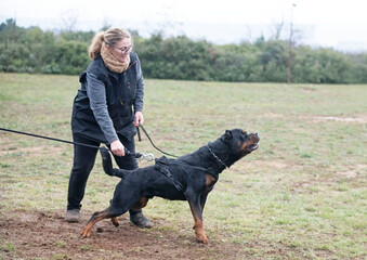 training of rottweiler