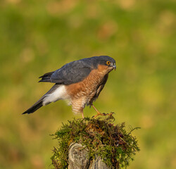  Sparrowhawk, male