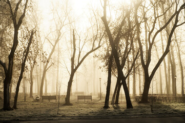 Fototapeta na wymiar Morning fog among the trees in an autumn city park with benches and lanterns. Photo