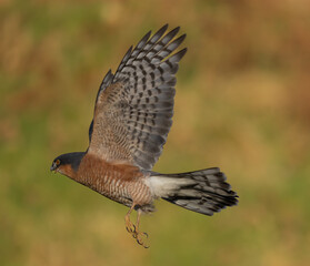  Sparrowhawk, male