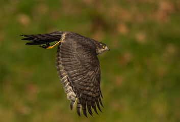 Sparrowhawk, female