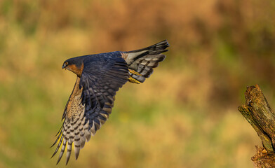  Sparrowhawk, male