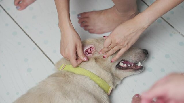 Female owner use a tweezer to remove tick from the ear of long haired white dog