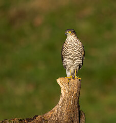 Sparrowhawk, female
