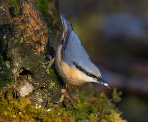 Nuthatch