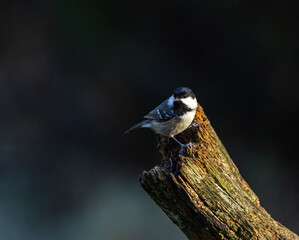 Coal tit