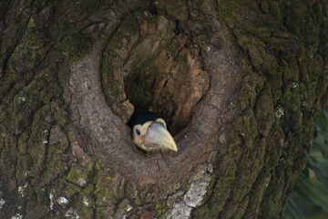 Tucano do bico verde dentro de árvore