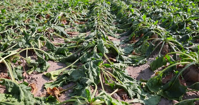 a field with withered beets during heat and drought, a field where the beet crop dries up from the heat and lack of rains in summer