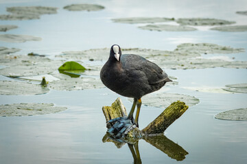 Eurasian coot (Fulica atra), common coot, Australian coot stands on its foot on the wooden stick...