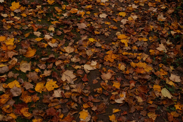 I love the pretty look of all the leaves spread across the ground. The yellow, brown, and orange...