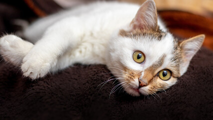 A white spotted cat with an attentive look lies on a dark blanket