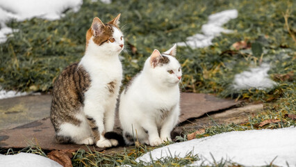 Naklejka na ściany i meble Two cute cats are sitting on the grass in the spring when the snow is melting