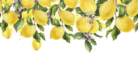 Lemons are yellow, juicy, ripe with green leaves, flower buds on the branches, whole. Watercolor, hand drawn botanical illustration. Seamless border on a white background. - obrazy, fototapety, plakaty