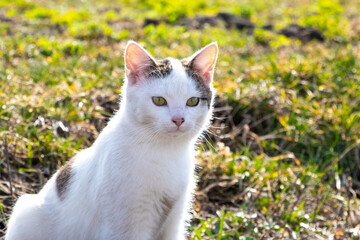 Naklejka na ściany i meble A white spotted cat sits on the grass in the garden in sunny spring weather