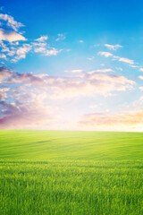 Spring landscape with green grass in the field and picturesque cloudy sky during sunset