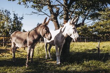 Obraz na płótnie Canvas Deux ânes mâles dans un champ
