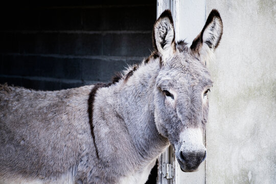 Portrait d'un bel &acirc;ne dans la campagne