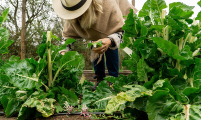 Elderly woman harvesting Swiss chard from her garden with a pruner and basket.