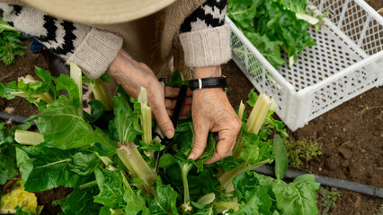 Senior lady carefully harvesting Swiss chard from her garden using pruners and a basket, ensuring...