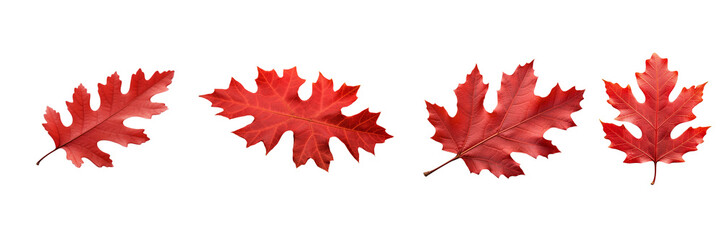 Set of red autumn leaf oak isolated on a white or transparent background