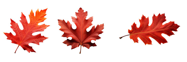 Set of red autumn leaf oak isolated on a white or transparent background