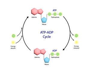 ATP ADP cycle. Adenosine Triphosphate (ATP) molecule. Adenosine Diphosphate (ADP). Adenine, Ribose and phosphate. Energy production. Scientific Design. Vector Illustration.