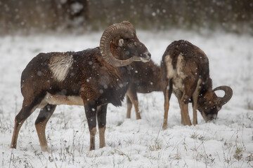 mouflon (Ovis aries musimon) looking for food under the snow