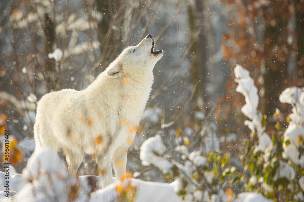 Canvas Prints male Arctic wolf (Canis lupus arctos) howls alone in the silence of the snowy forest