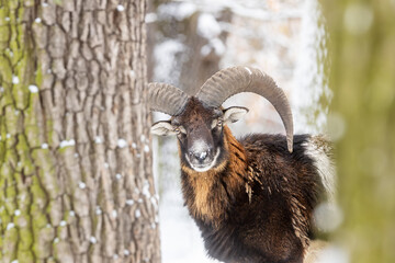 mouflon (Ovis aries musimon) he looks like the devil from hell