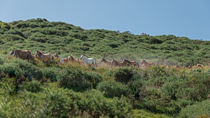 Herd of Galician breed horses in the field