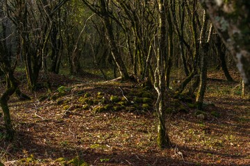 ancient burial in the form of a small mound in the forest among the mountains of the Western Caucasus on a sunny day in December