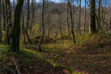 ancient mounds in the forest among the mountains of the Western Caucasus on a sunny day in December