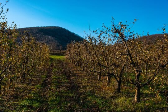 apple orchard in a river valley in the Western Caucasus mountains at the beginning of winter on a sunny day in early December