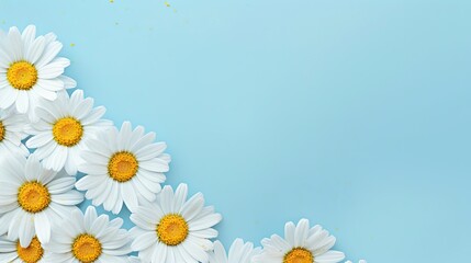 Chamomile on a pastel background with space for your text