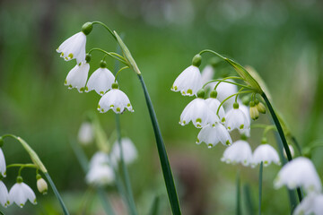 White Summer Snowflake flowers (Leucojum aestivum) in its natural habitat. An ingredient in a drug...